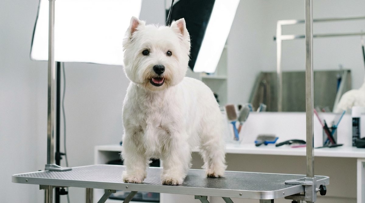 West Highland White Terrier standing on a grooming table after a fresh trim